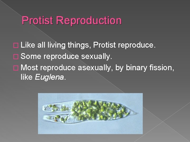 Protist Reproduction � Like all living things, Protist reproduce. � Some reproduce sexually. �