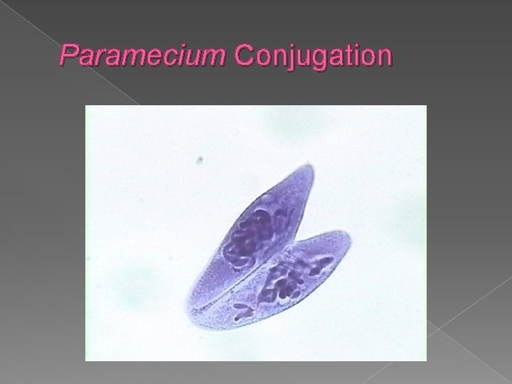 Paramecium Conjugation 