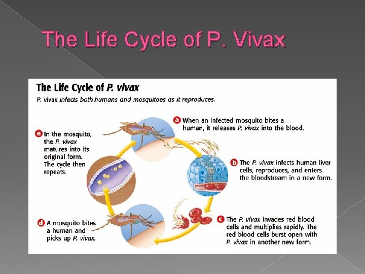 The Life Cycle of P. Vivax 