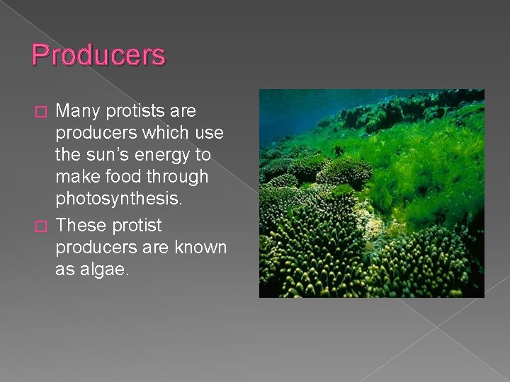 Producers Many protists are producers which use the sun’s energy to make food through