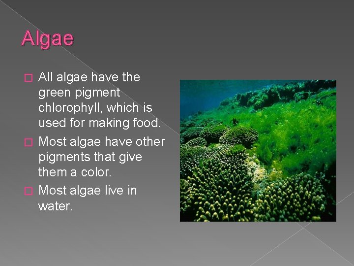 Algae All algae have the green pigment chlorophyll, which is used for making food.