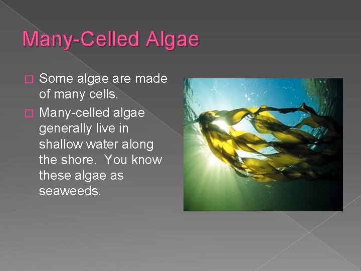 Many-Celled Algae Some algae are made of many cells. � Many-celled algae generally live