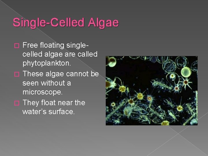Single-Celled Algae Free floating singlecelled algae are called phytoplankton. � These algae cannot be