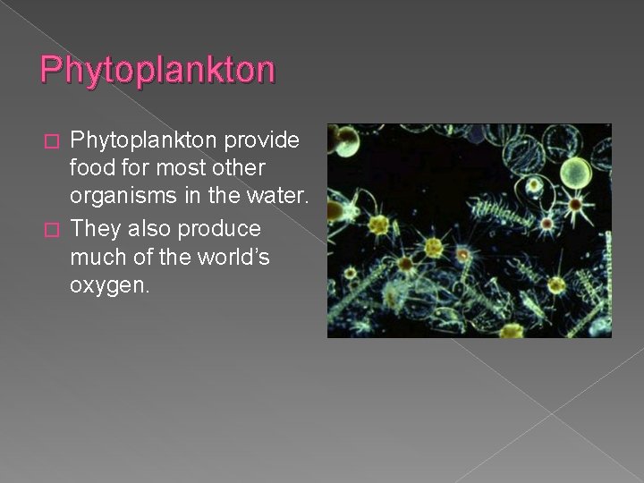 Phytoplankton provide food for most other organisms in the water. � They also produce