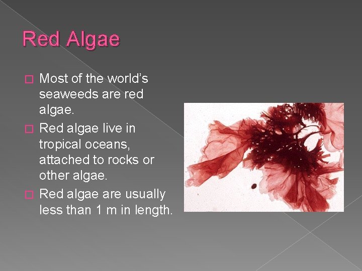 Red Algae Most of the world’s seaweeds are red algae. � Red algae live
