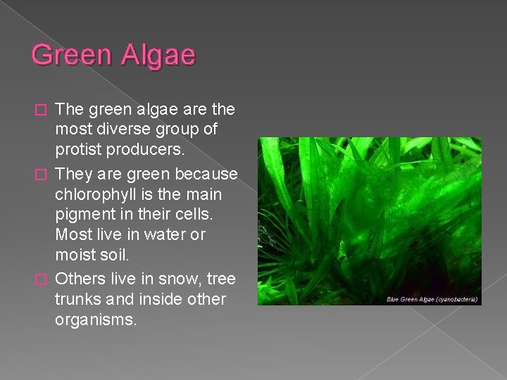 Green Algae The green algae are the most diverse group of protist producers. �