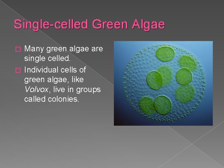 Single-celled Green Algae Many green algae are single celled. � Individual cells of green