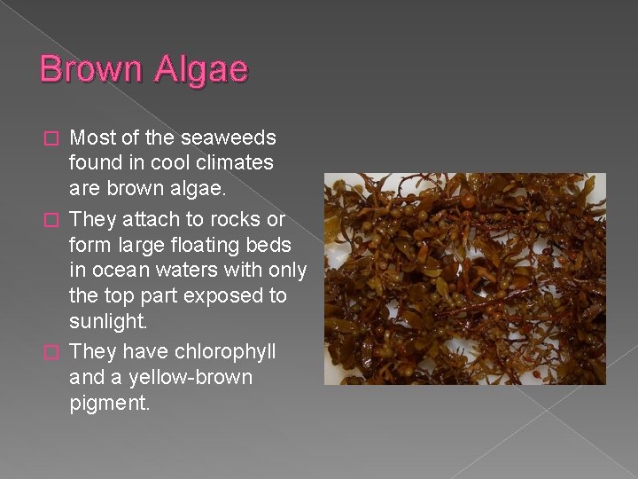 Brown Algae Most of the seaweeds found in cool climates are brown algae. �