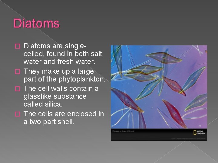 Diatoms are singlecelled, found in both salt water and fresh water. � They make