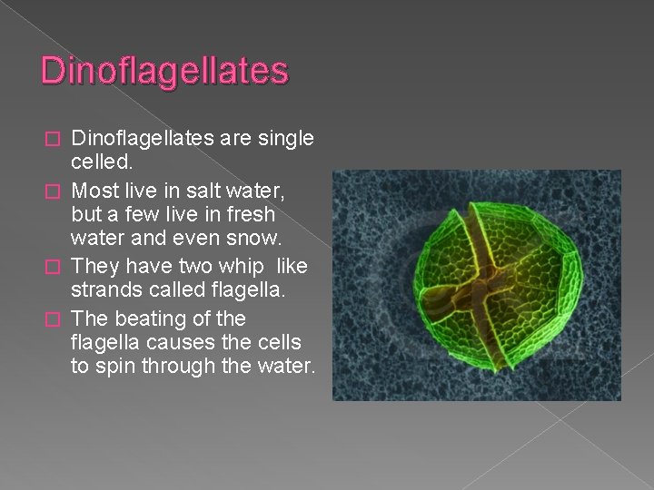 Dinoflagellates are single celled. � Most live in salt water, but a few live