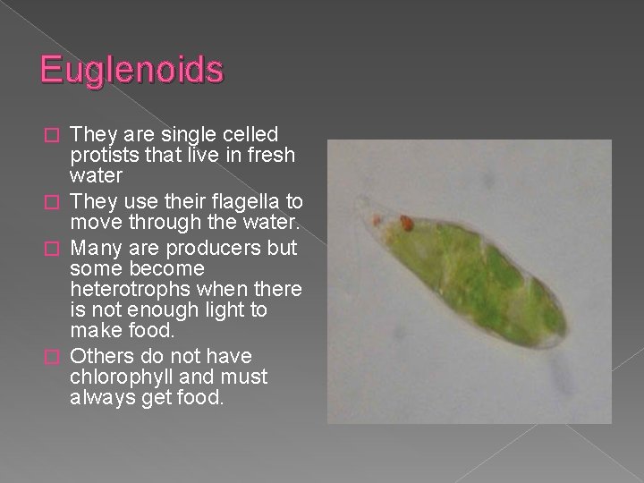 Euglenoids They are single celled protists that live in fresh water � They use