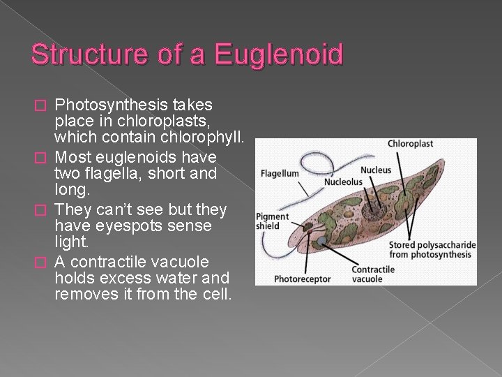 Structure of a Euglenoid Photosynthesis takes place in chloroplasts, which contain chlorophyll. � Most