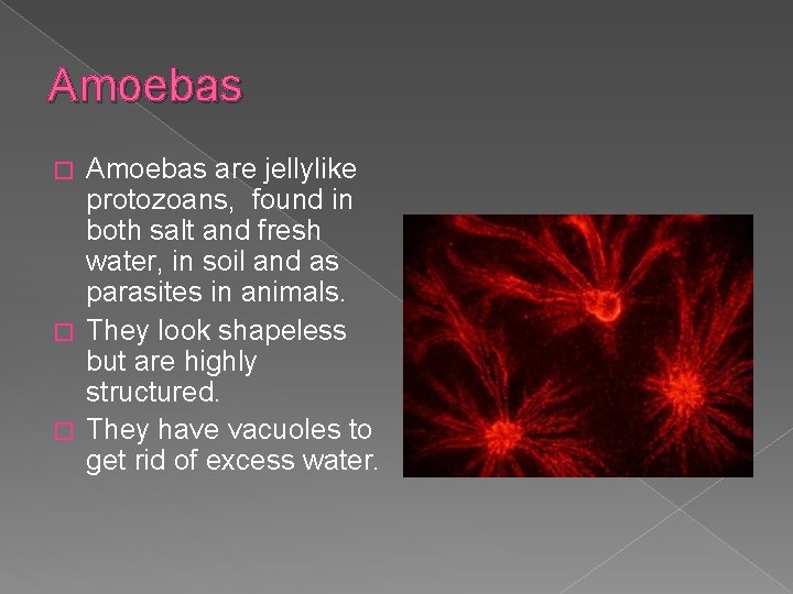 Amoebas are jellylike protozoans, found in both salt and fresh water, in soil and