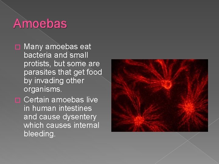 Amoebas Many amoebas eat bacteria and small protists, but some are parasites that get