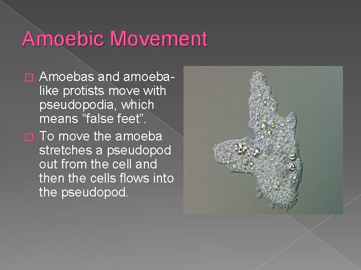 Amoebic Movement Amoebas and amoebalike protists move with pseudopodia, which means “false feet”. �