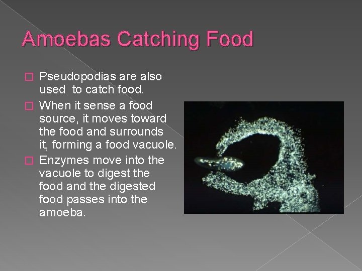 Amoebas Catching Food Pseudopodias are also used to catch food. � When it sense