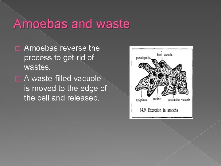 Amoebas and waste Amoebas reverse the process to get rid of wastes. � A