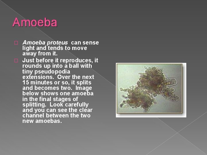 Amoeba proteus can sense light and tends to move away from it. � Just