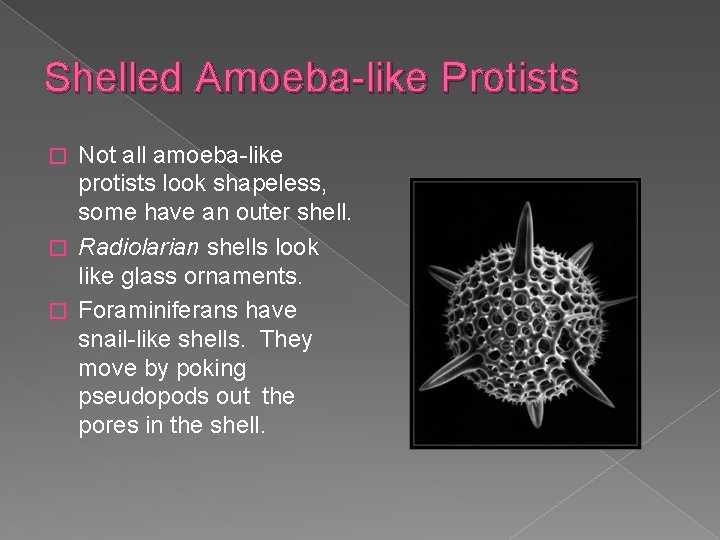 Shelled Amoeba-like Protists Not all amoeba-like protists look shapeless, some have an outer shell.