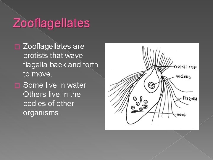 Zooflagellates are protists that wave flagella back and forth to move. � Some live