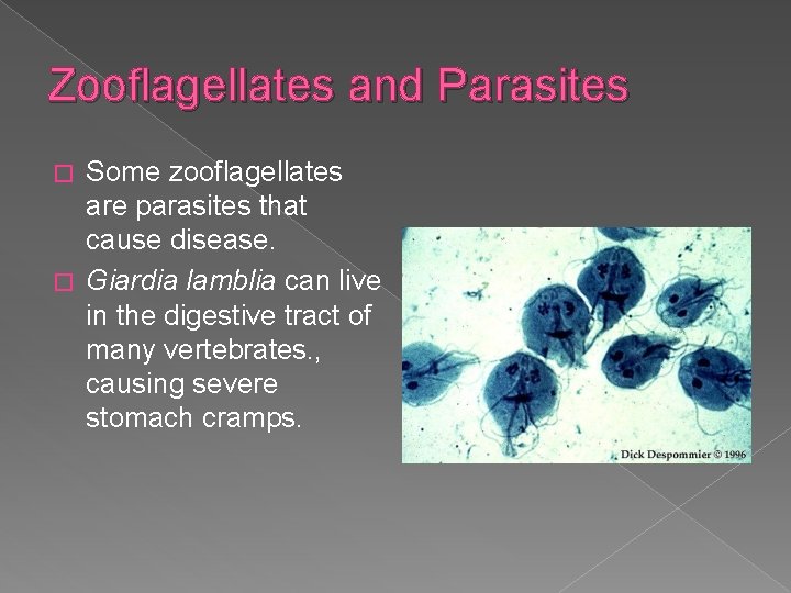 Zooflagellates and Parasites Some zooflagellates are parasites that cause disease. � Giardia lamblia can