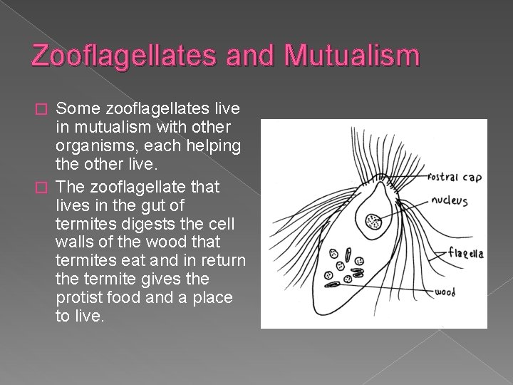Zooflagellates and Mutualism Some zooflagellates live in mutualism with other organisms, each helping the