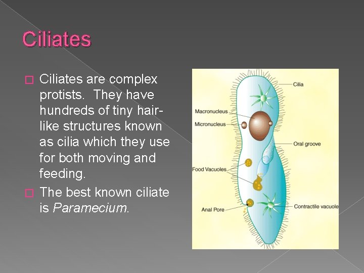 Ciliates are complex protists. They have hundreds of tiny hairlike structures known as cilia