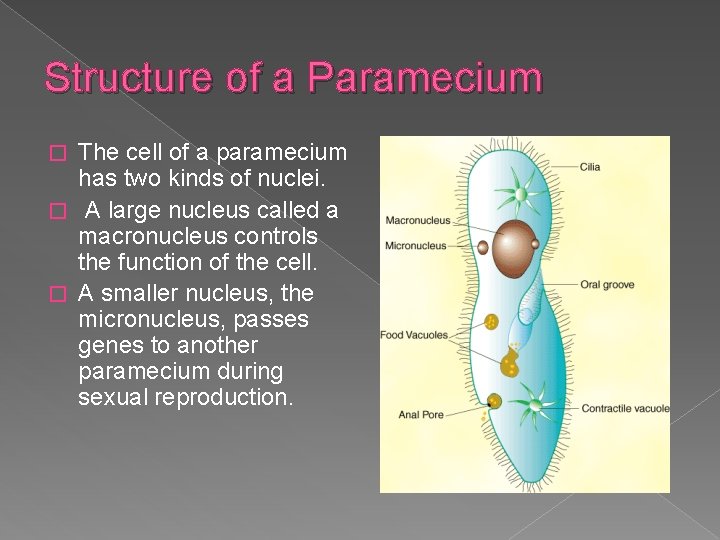 Structure of a Paramecium The cell of a paramecium has two kinds of nuclei.