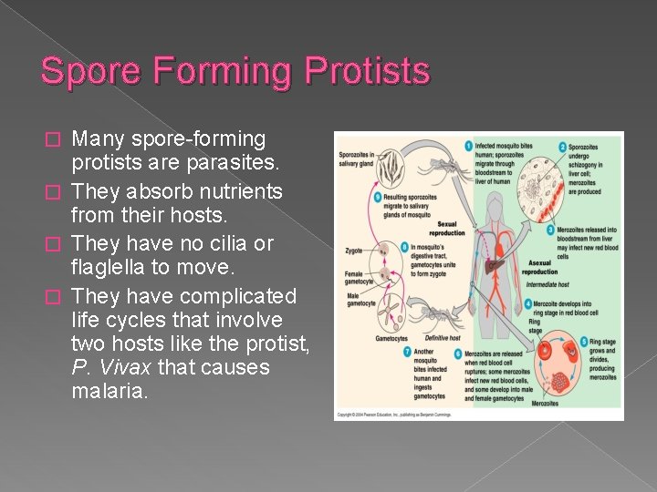 Spore Forming Protists Many spore-forming protists are parasites. � They absorb nutrients from their
