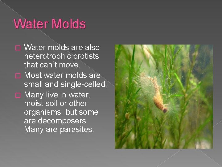 Water Molds Water molds are also heterotrophic protists that can’t move. � Most water