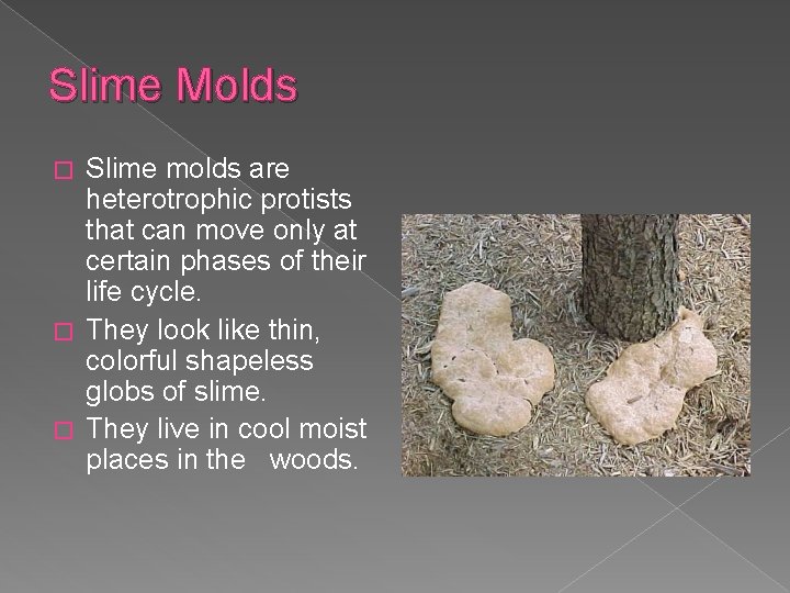 Slime Molds Slime molds are heterotrophic protists that can move only at certain phases
