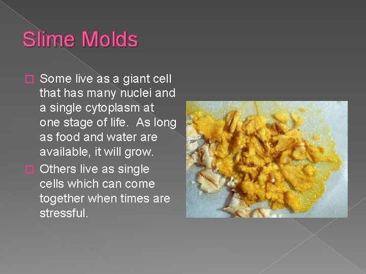 Slime Molds Some live as a giant cell that has many nuclei and a