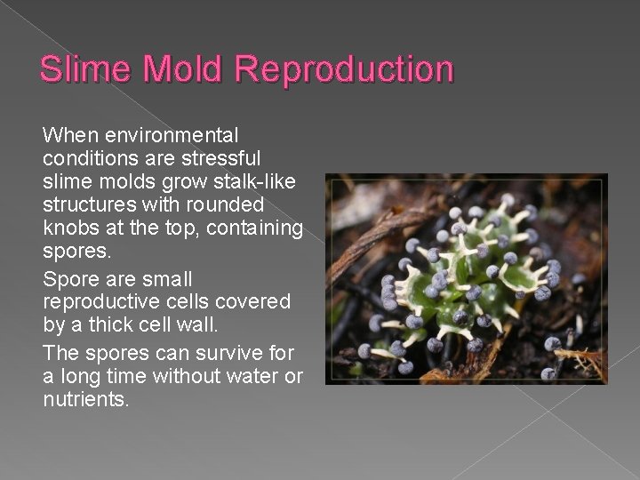 Slime Mold Reproduction When environmental conditions are stressful slime molds grow stalk-like structures with