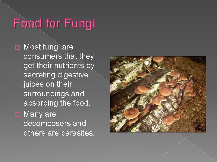 Food for Fungi Most fungi are consumers that they get their nutrients by secreting