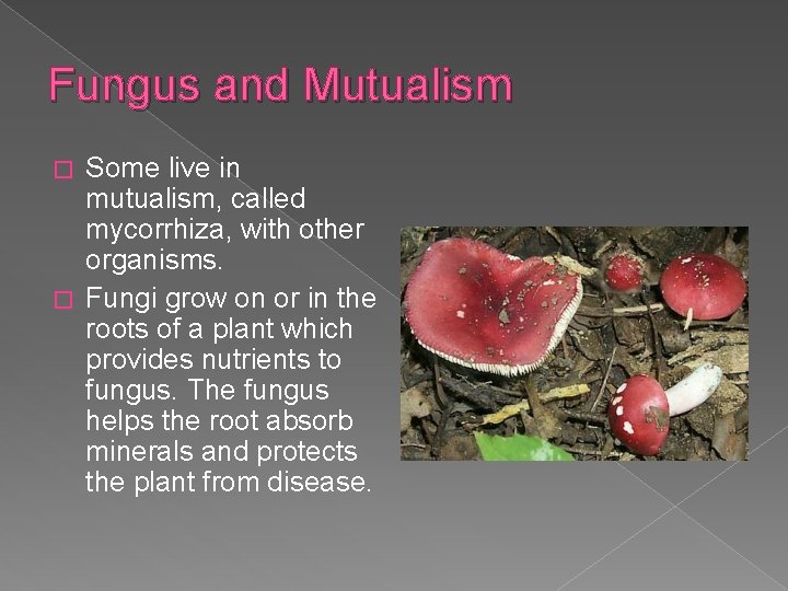 Fungus and Mutualism Some live in mutualism, called mycorrhiza, with other organisms. � Fungi