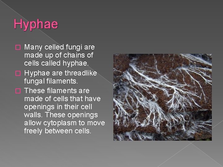 Hyphae Many celled fungi are made up of chains of cells called hyphae. �