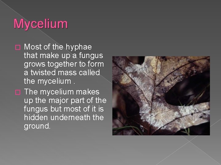 Mycelium Most of the hyphae that make up a fungus grows together to form