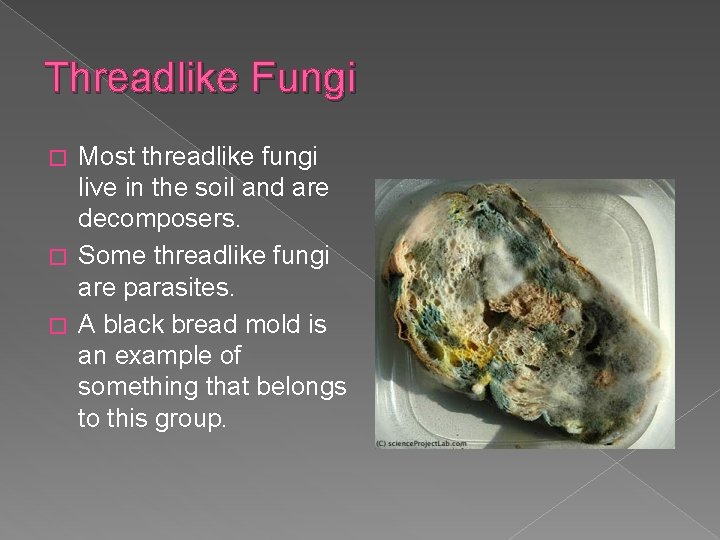 Threadlike Fungi Most threadlike fungi live in the soil and are decomposers. � Some