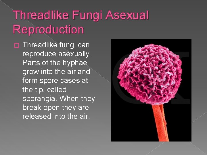Threadlike Fungi Asexual Reproduction � Threadlike fungi can reproduce asexually. Parts of the hyphae