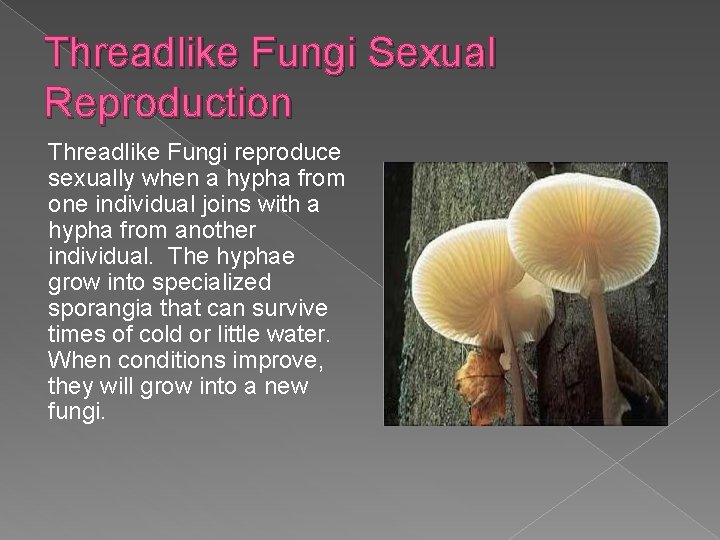 Threadlike Fungi Sexual Reproduction Threadlike Fungi reproduce sexually when a hypha from one individual