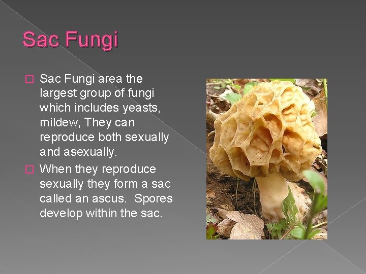 Sac Fungi area the largest group of fungi which includes yeasts, mildew, They can