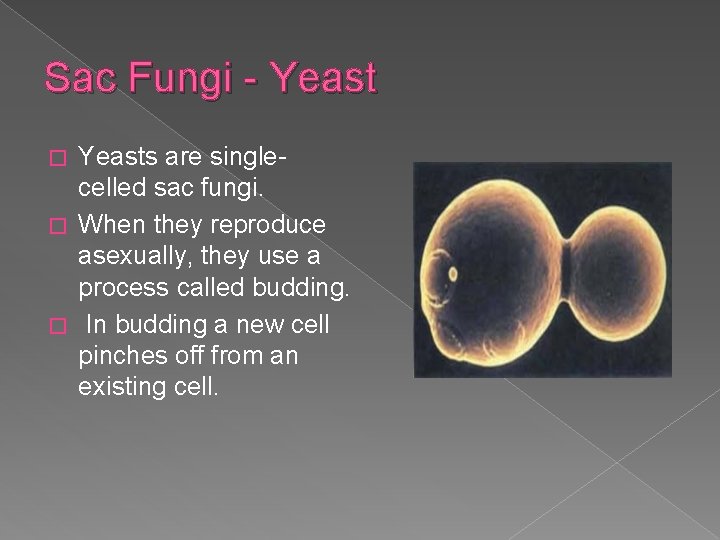 Sac Fungi - Yeasts are singlecelled sac fungi. � When they reproduce asexually, they
