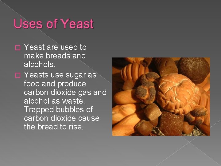 Uses of Yeast are used to make breads and alcohols. � Yeasts use sugar