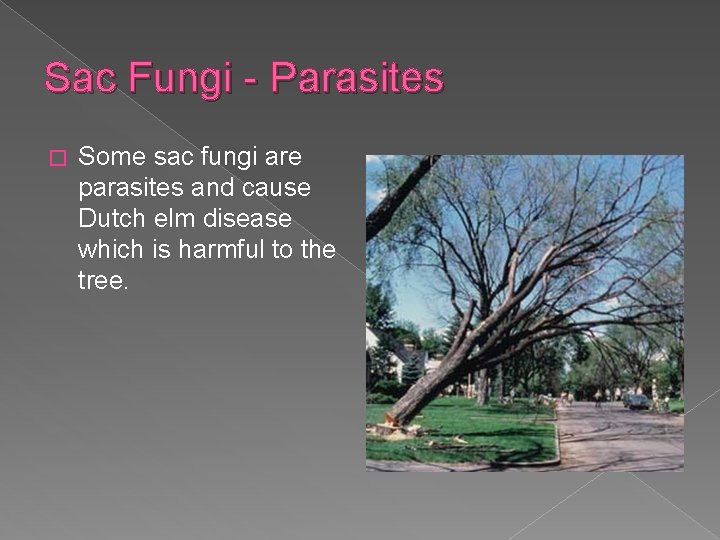 Sac Fungi - Parasites � Some sac fungi are parasites and cause Dutch elm