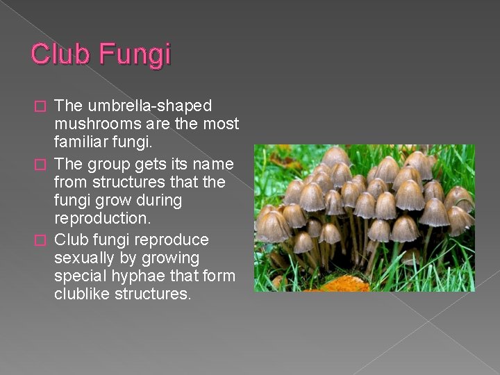 Club Fungi The umbrella-shaped mushrooms are the most familiar fungi. � The group gets