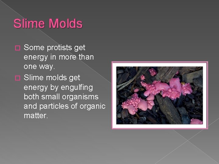 Slime Molds Some protists get energy in more than one way. � Slime molds