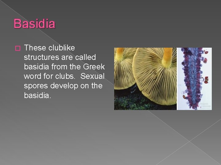 Basidia � These clublike structures are called basidia from the Greek word for clubs.