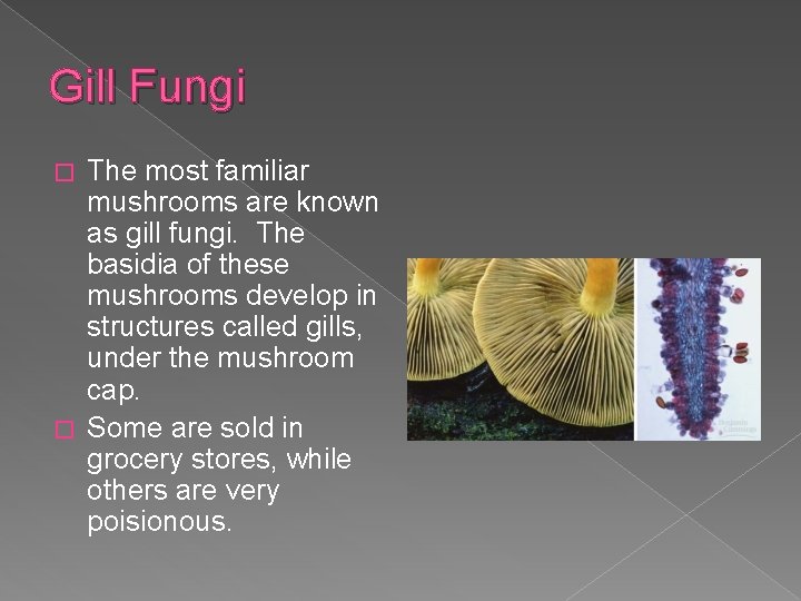 Gill Fungi The most familiar mushrooms are known as gill fungi. The basidia of
