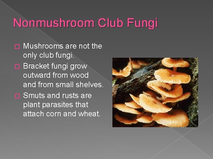 Nonmushroom Club Fungi Mushrooms are not the only club fungi. � Bracket fungi grow