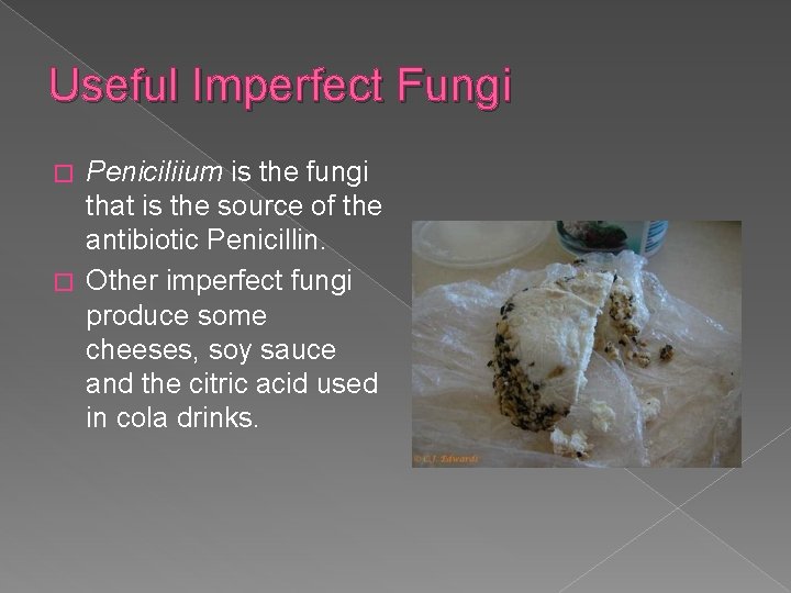Useful Imperfect Fungi Peniciliium is the fungi that is the source of the antibiotic